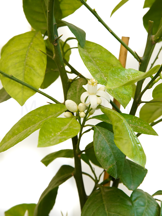 Red Blood Orange Shopping