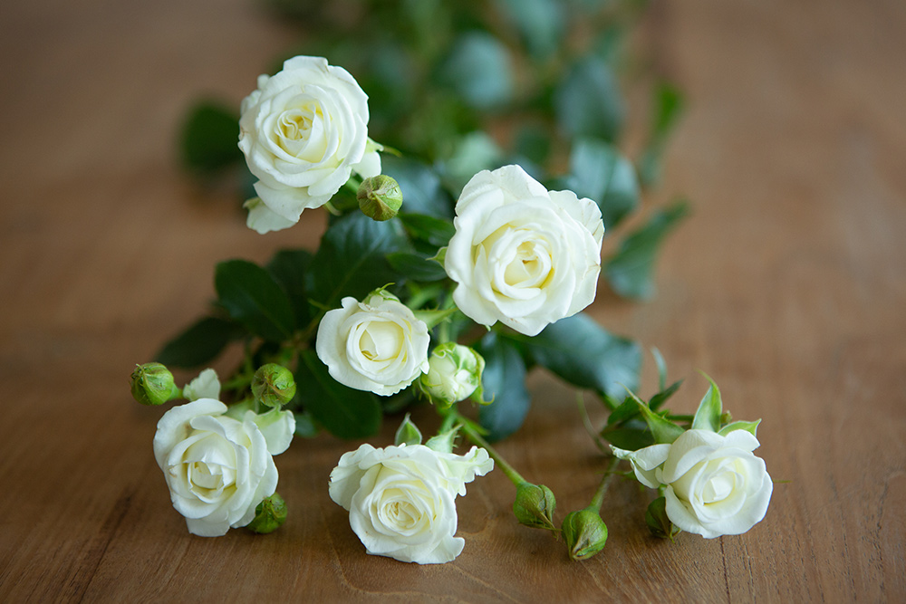 Spray Roses - White Shopping