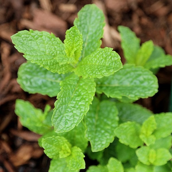 Mentha Spicata Maroccan 'Outdoor Plants Herbs
