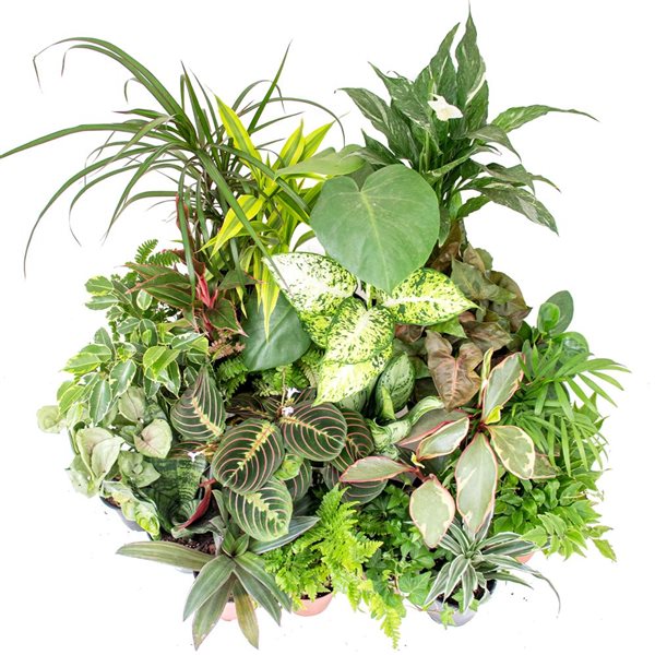 One Of  Mixplant Showbox 'Outdoor Plants Trees