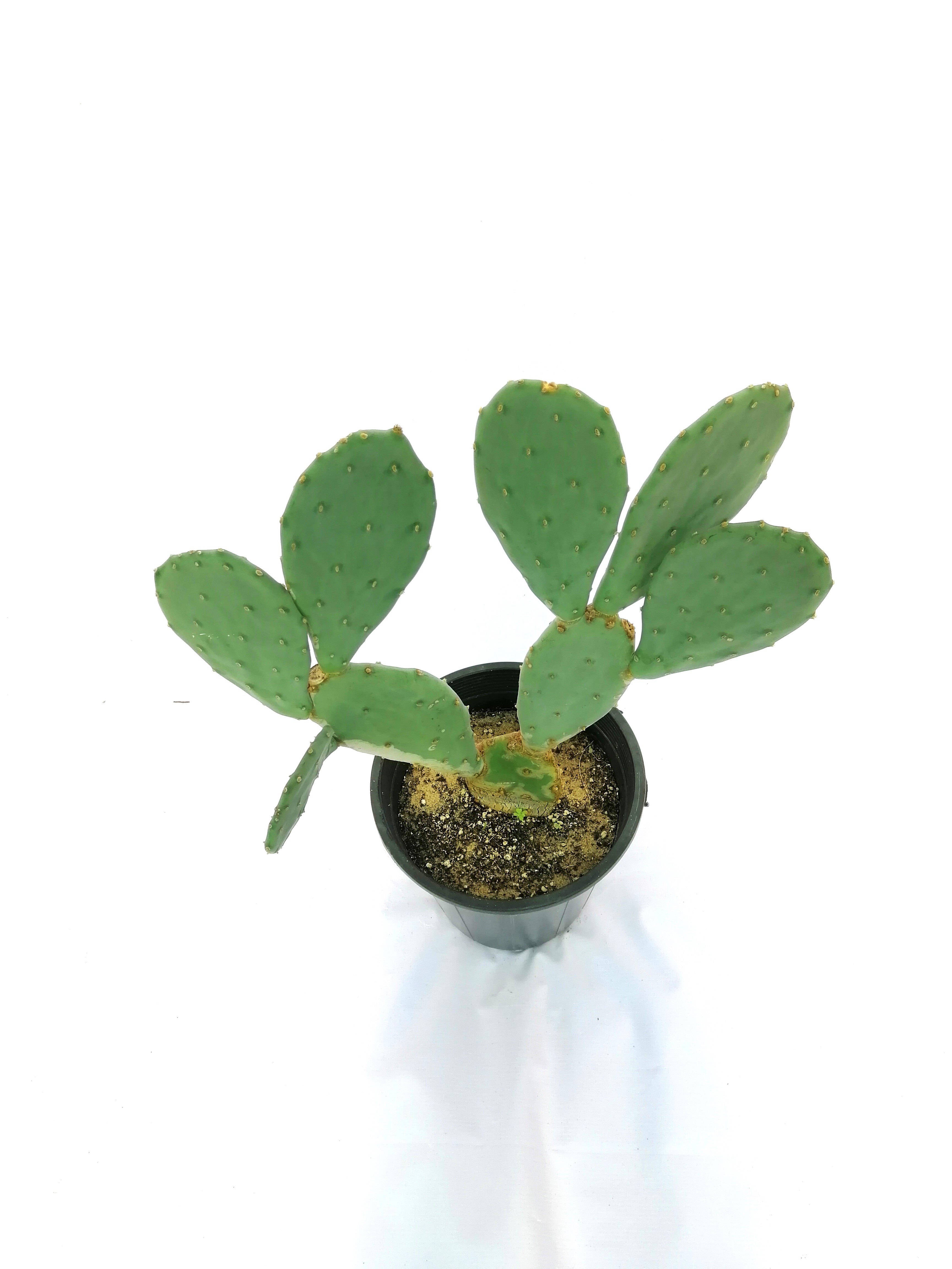Opuntia Ficus-indica Shopping