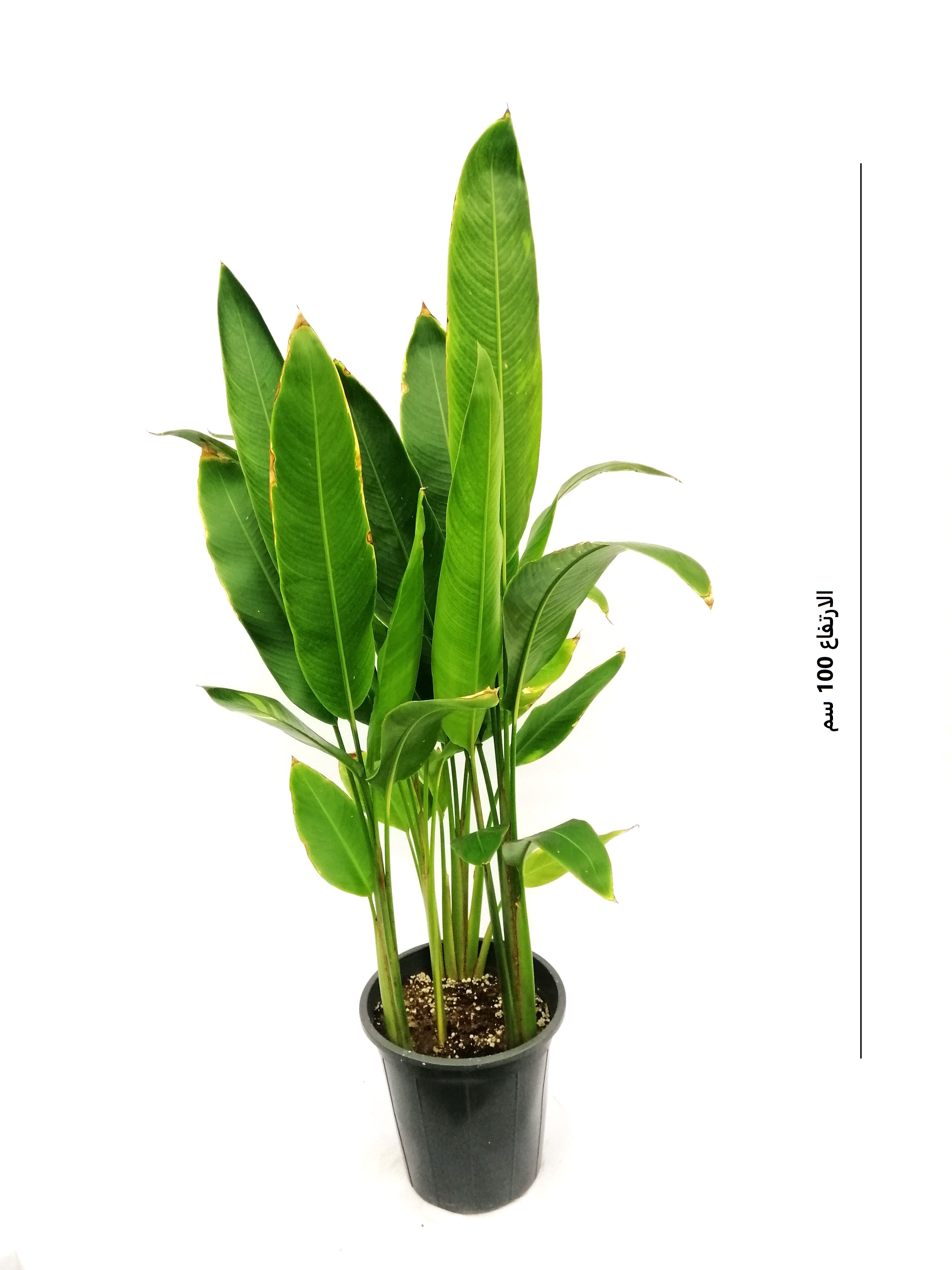 Strelitzia Nicolai Royal Shopping