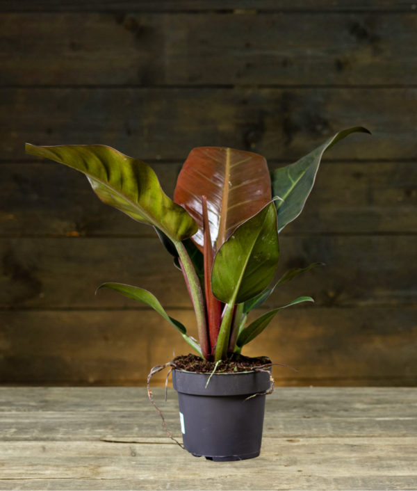 Philodendron Imperial Red Shopping