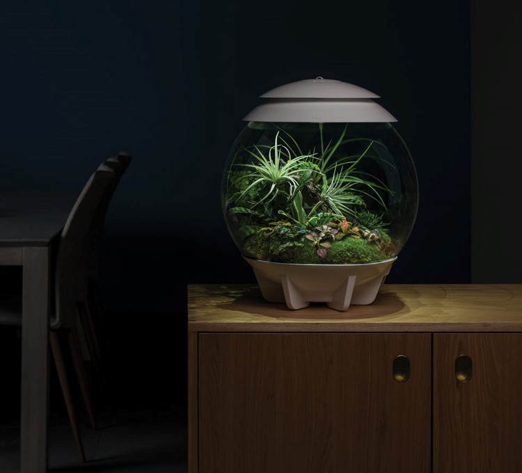 Biorb Air Terrarium Shopping