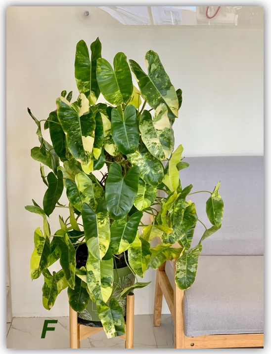Philodendron Burle Marx Variegated Shopping