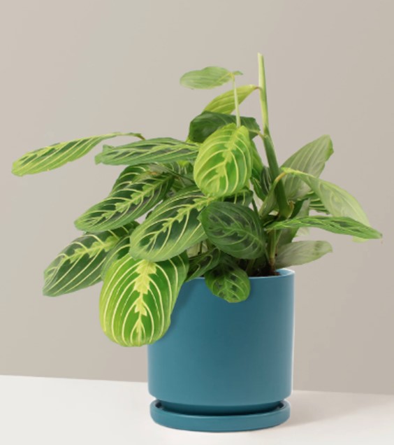Maranta Lemon Lime Shopping