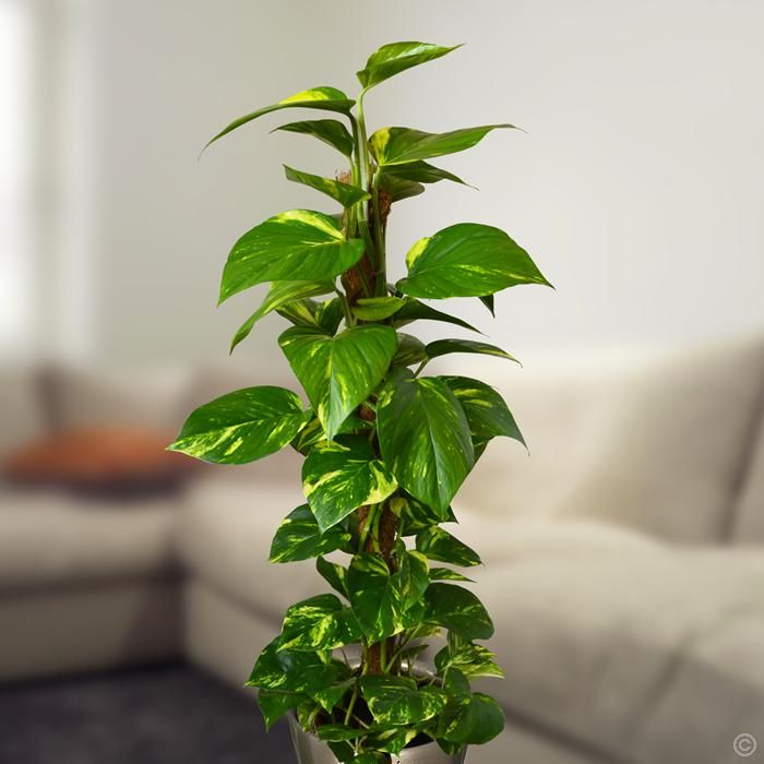Epipremnum Pinnatum Mosstick  Shopping