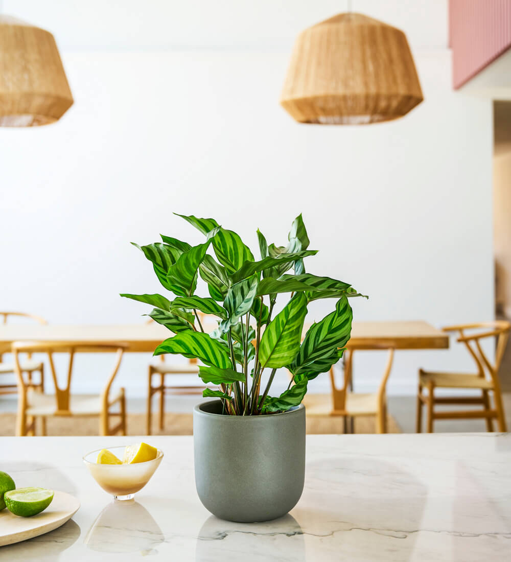 Calathea Freddie Shopping