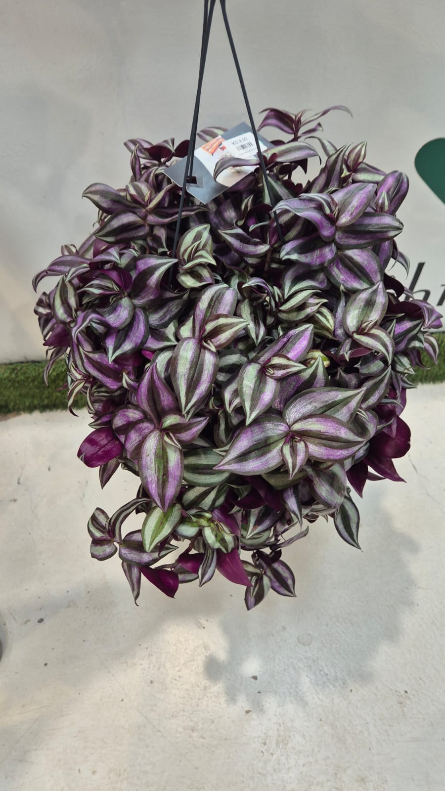 TRADESCANTIA Shopping