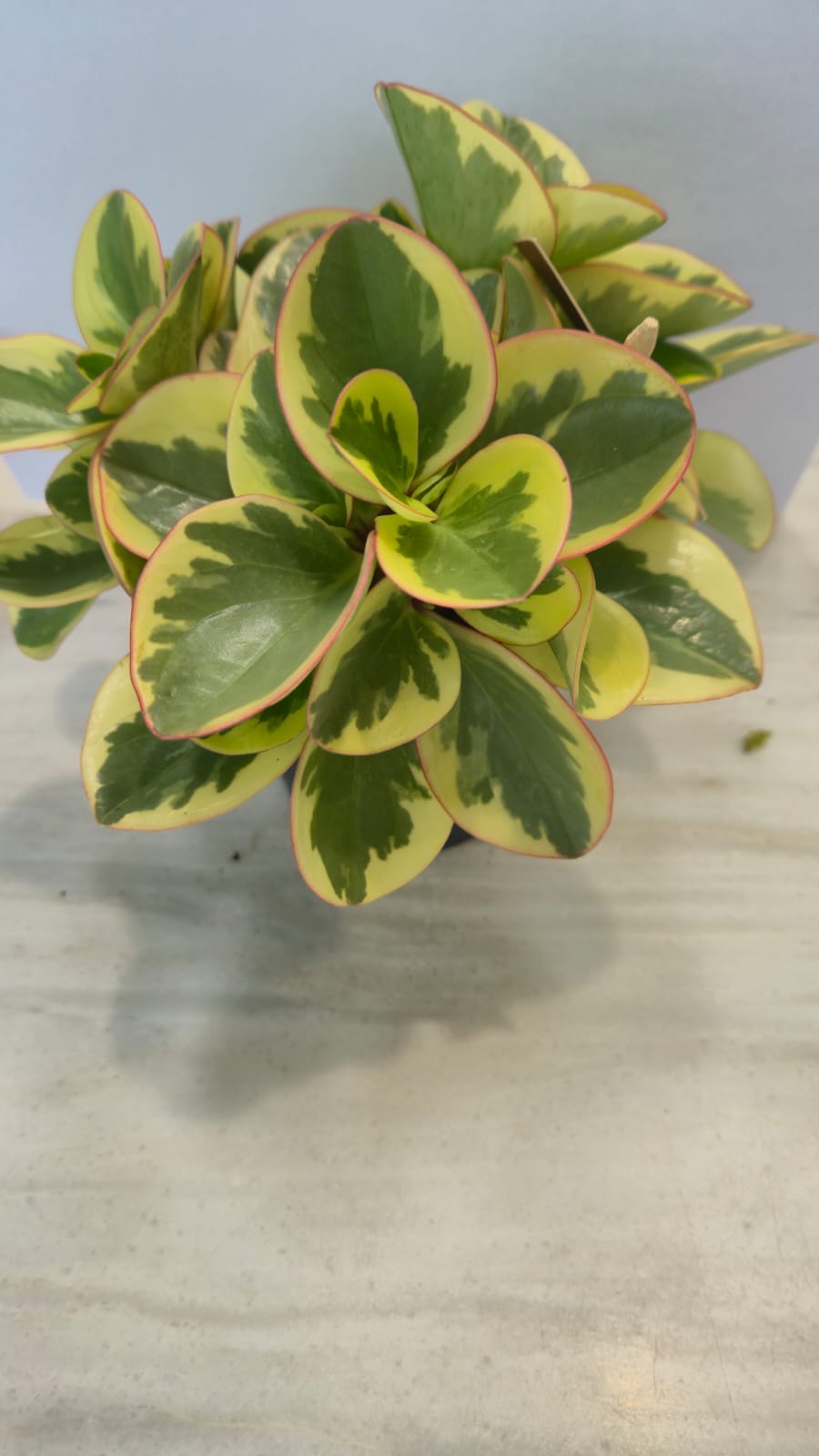PEPEROMIA CARE Shopping