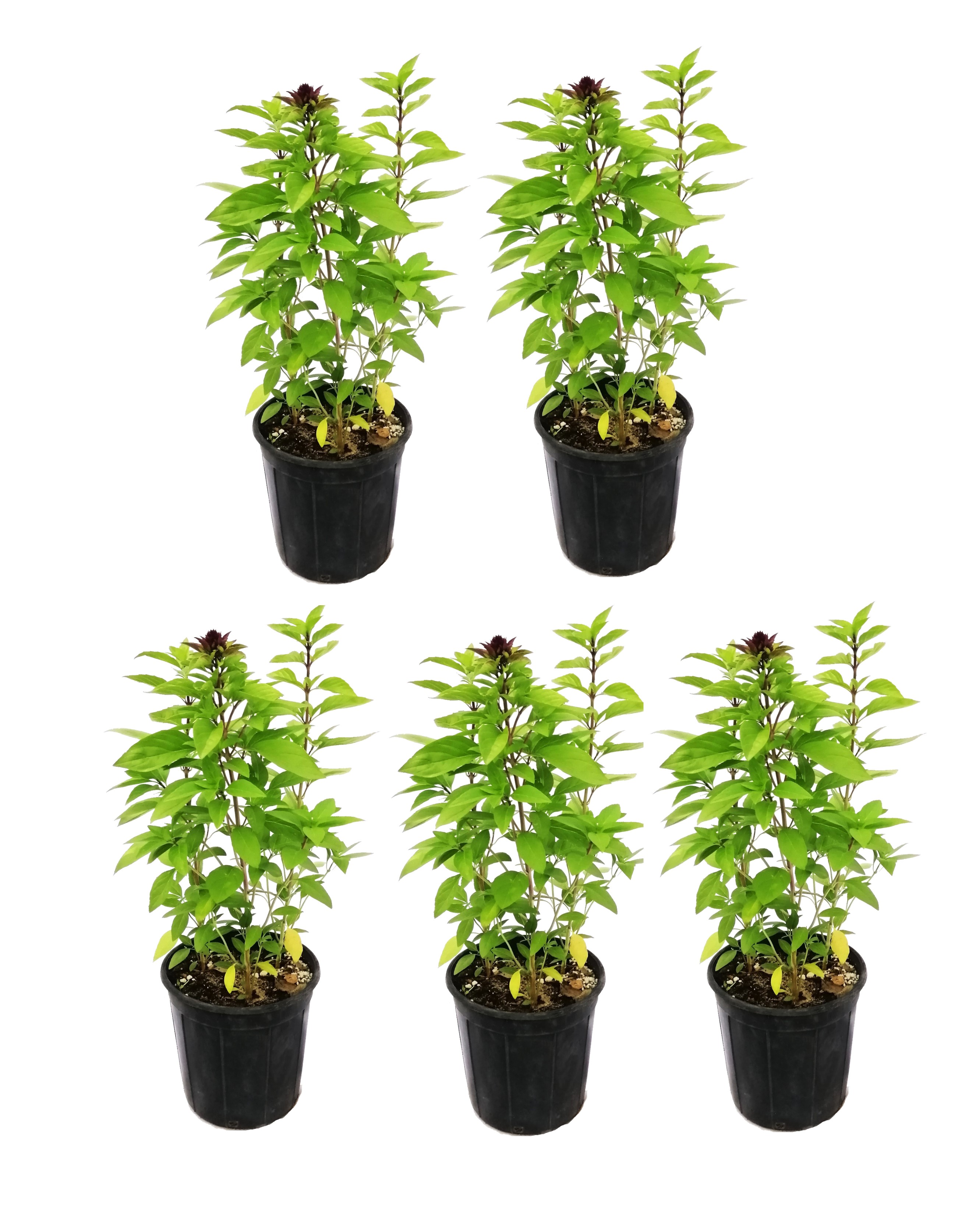Mashmom 4 Pcs And 1 Free 'Seasonal Specials Plants