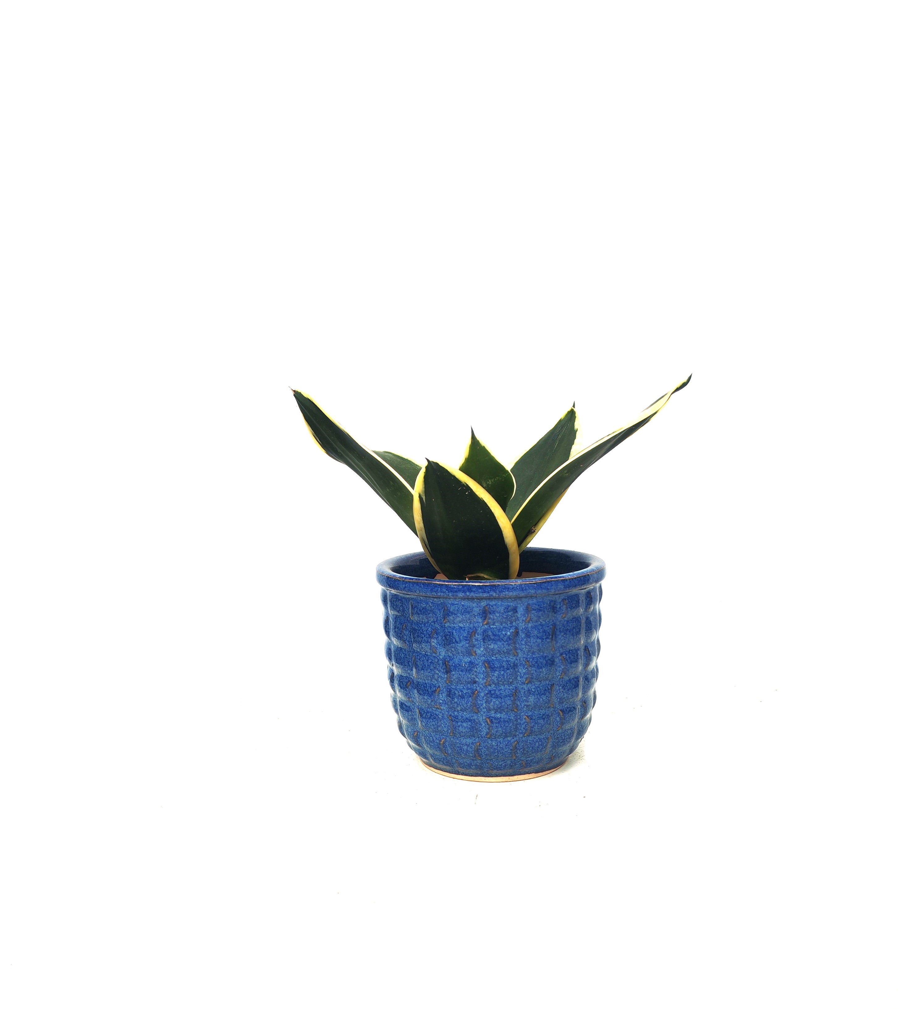 Sansevieria 3 Pcs -Ceramic Pot Shopping