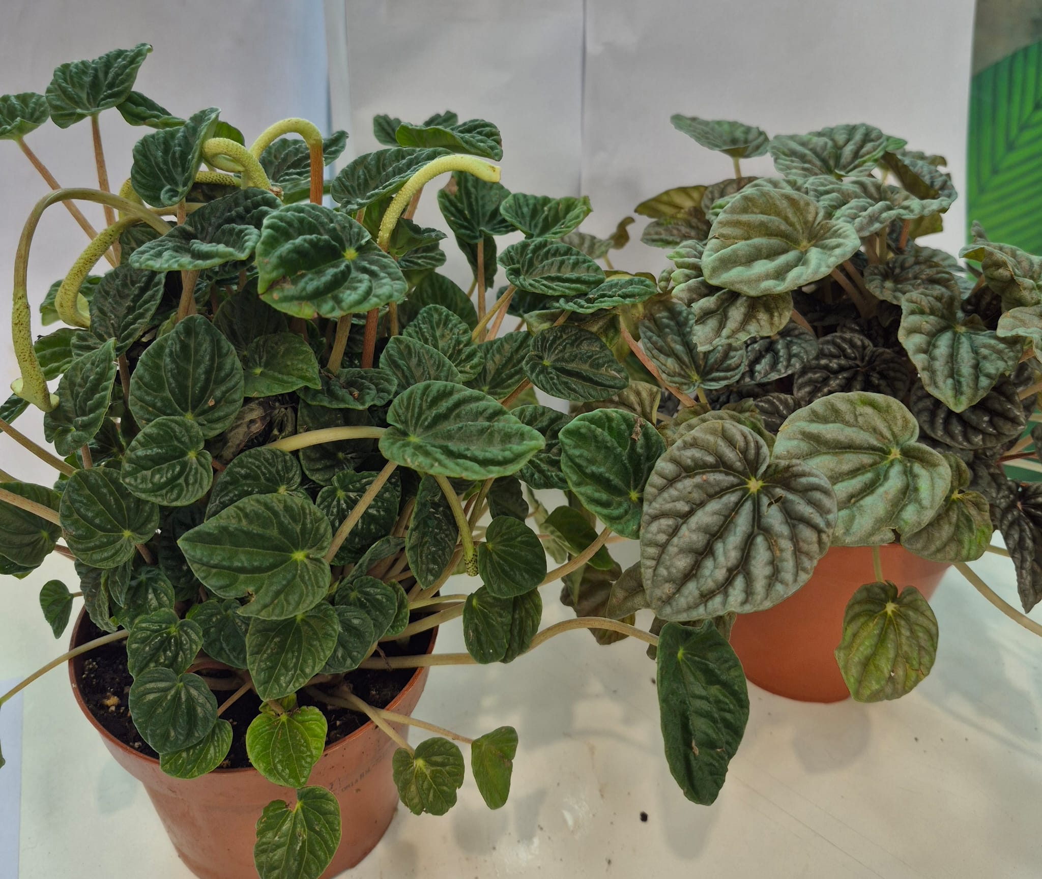 Peperomia Obtusifolia Shopping