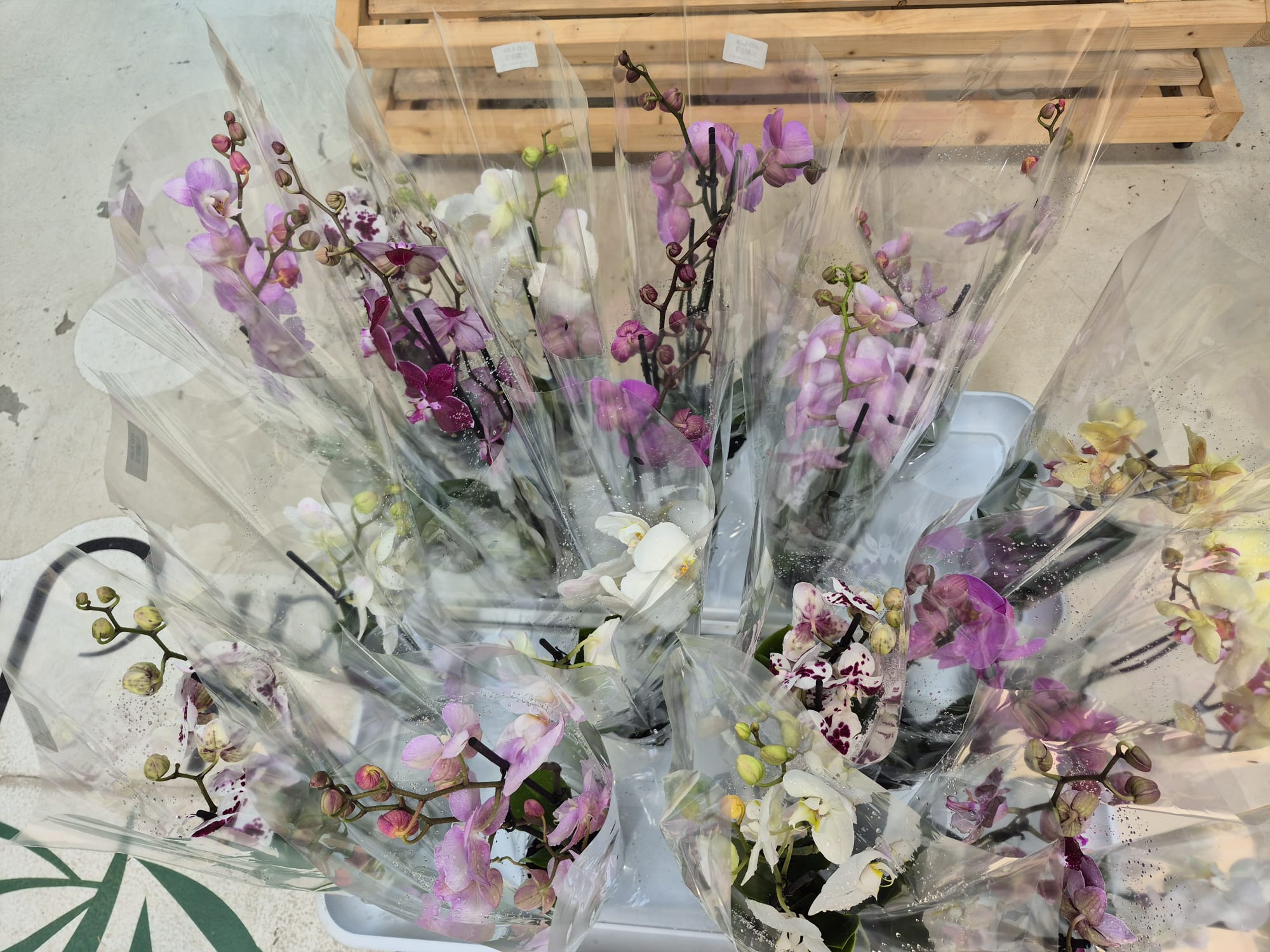 فالاينوبسيس Shopping