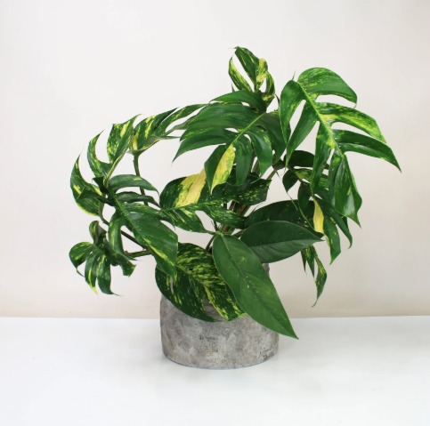 Epipremnum Pinn. Cintho  Goldfinger Shopping