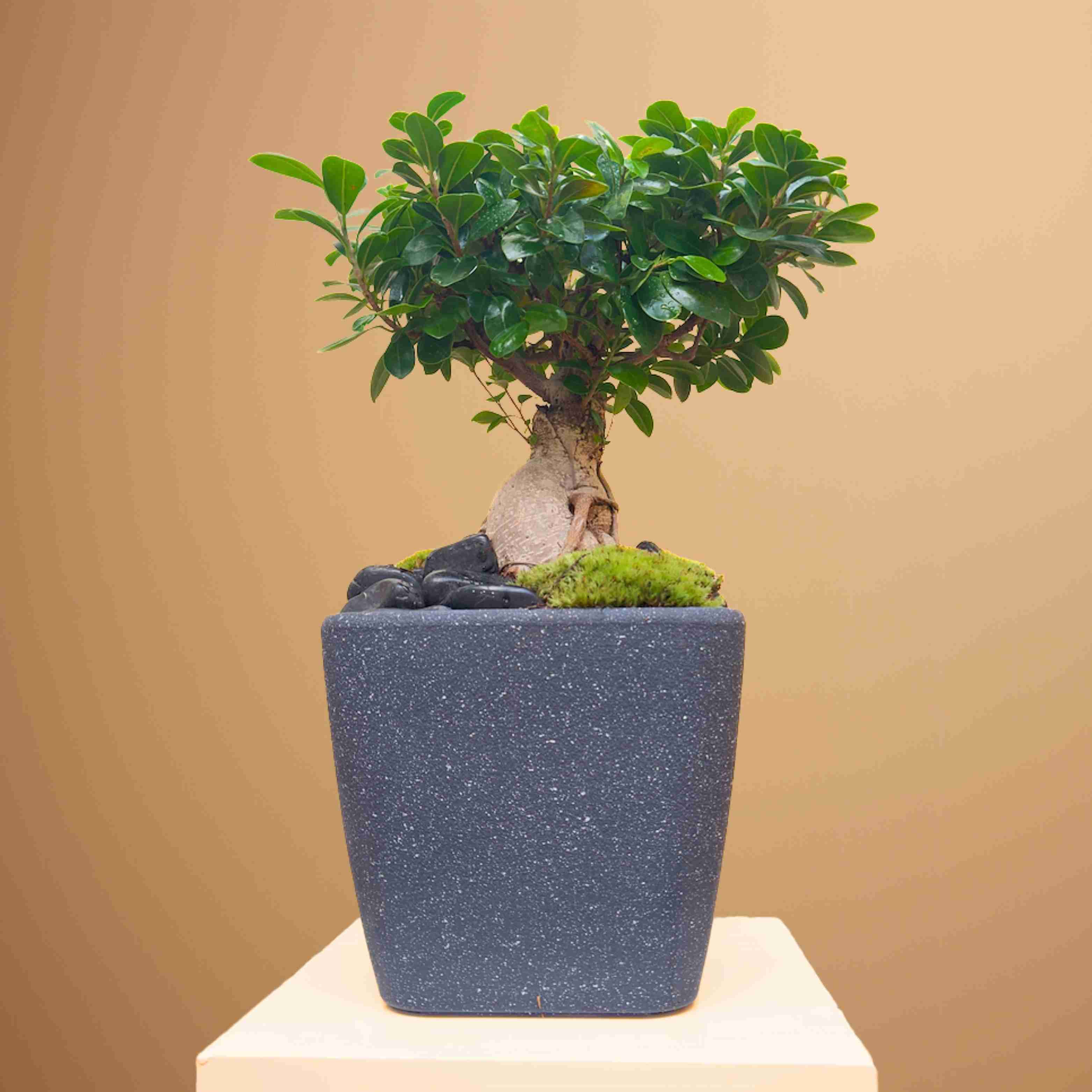 Ficus Bonsai Plant 'Premium Collection Indoor Plants