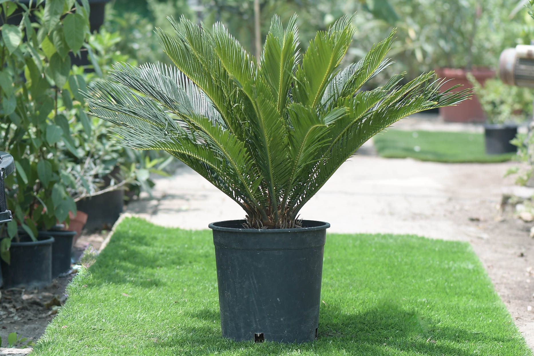 Mashatel Kuwait Plant a Life