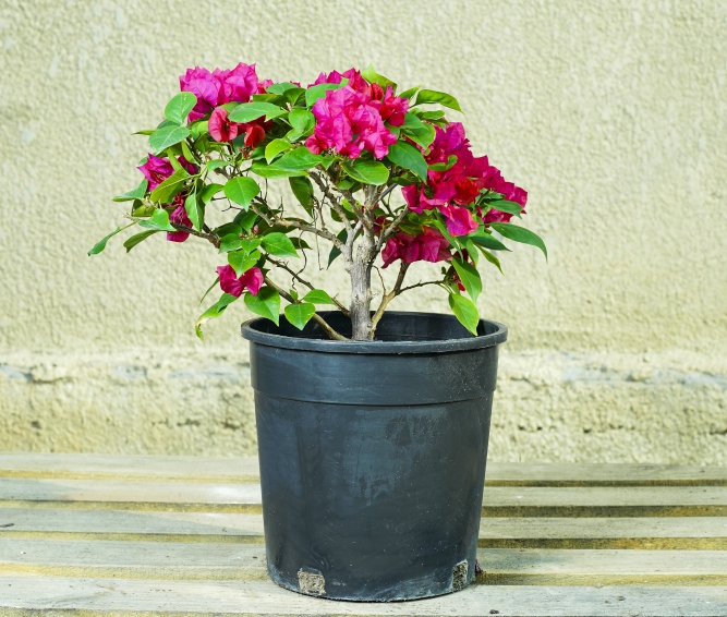 Bougainvillea Pink GP 'Outdoor Plants'