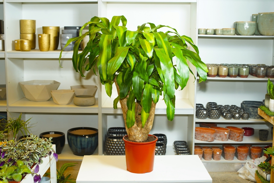 Mashatel Kuwait Plant a Life