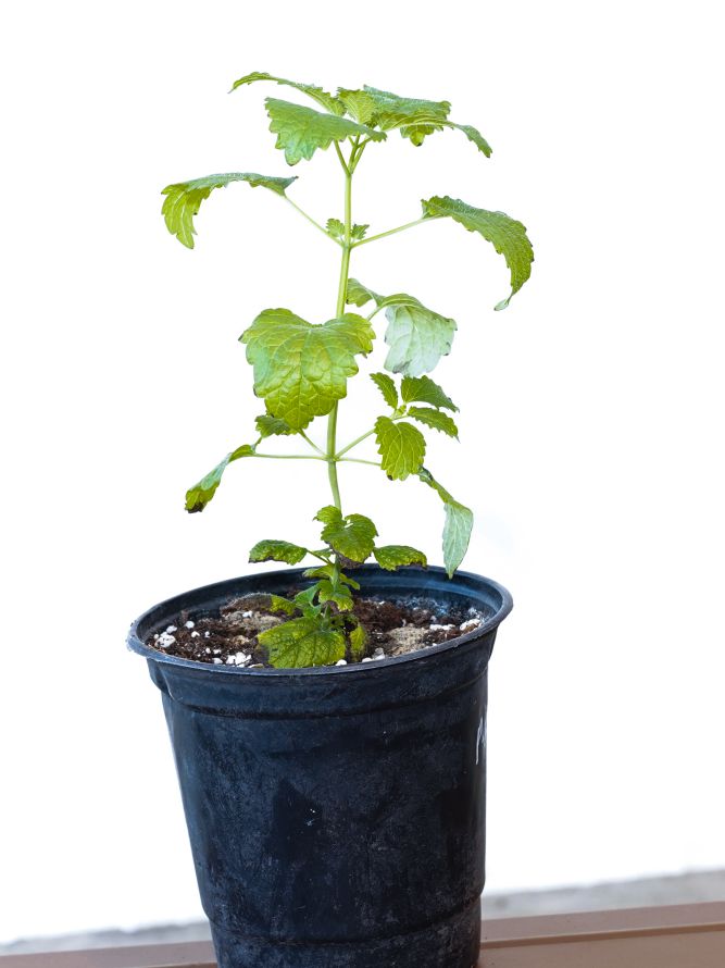 Mashatel Kuwait Plant a Life