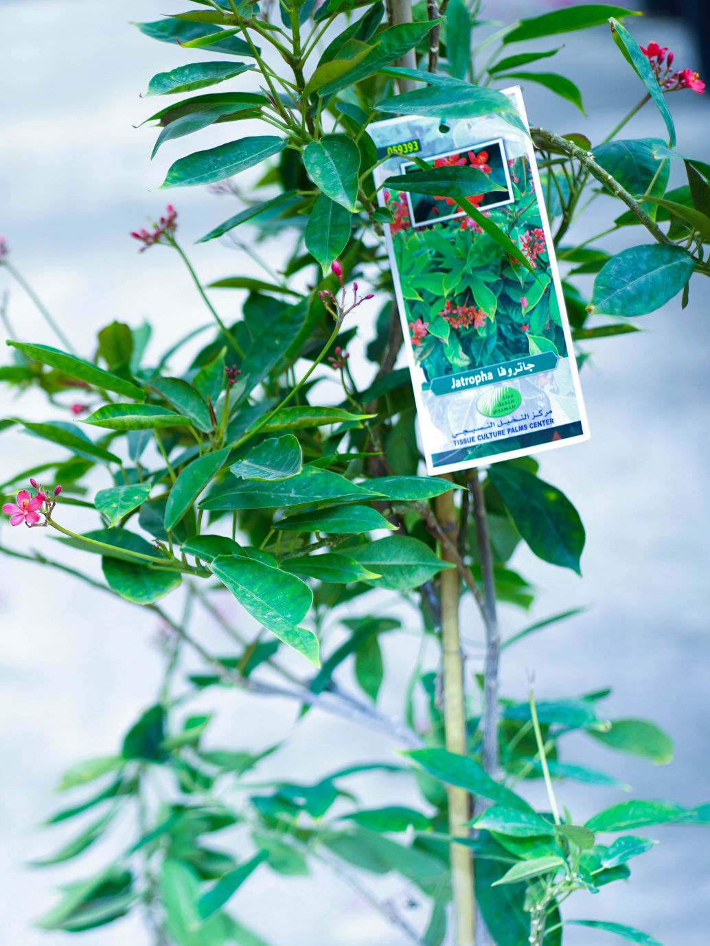 جاتروفا 'نباتات خارجية'