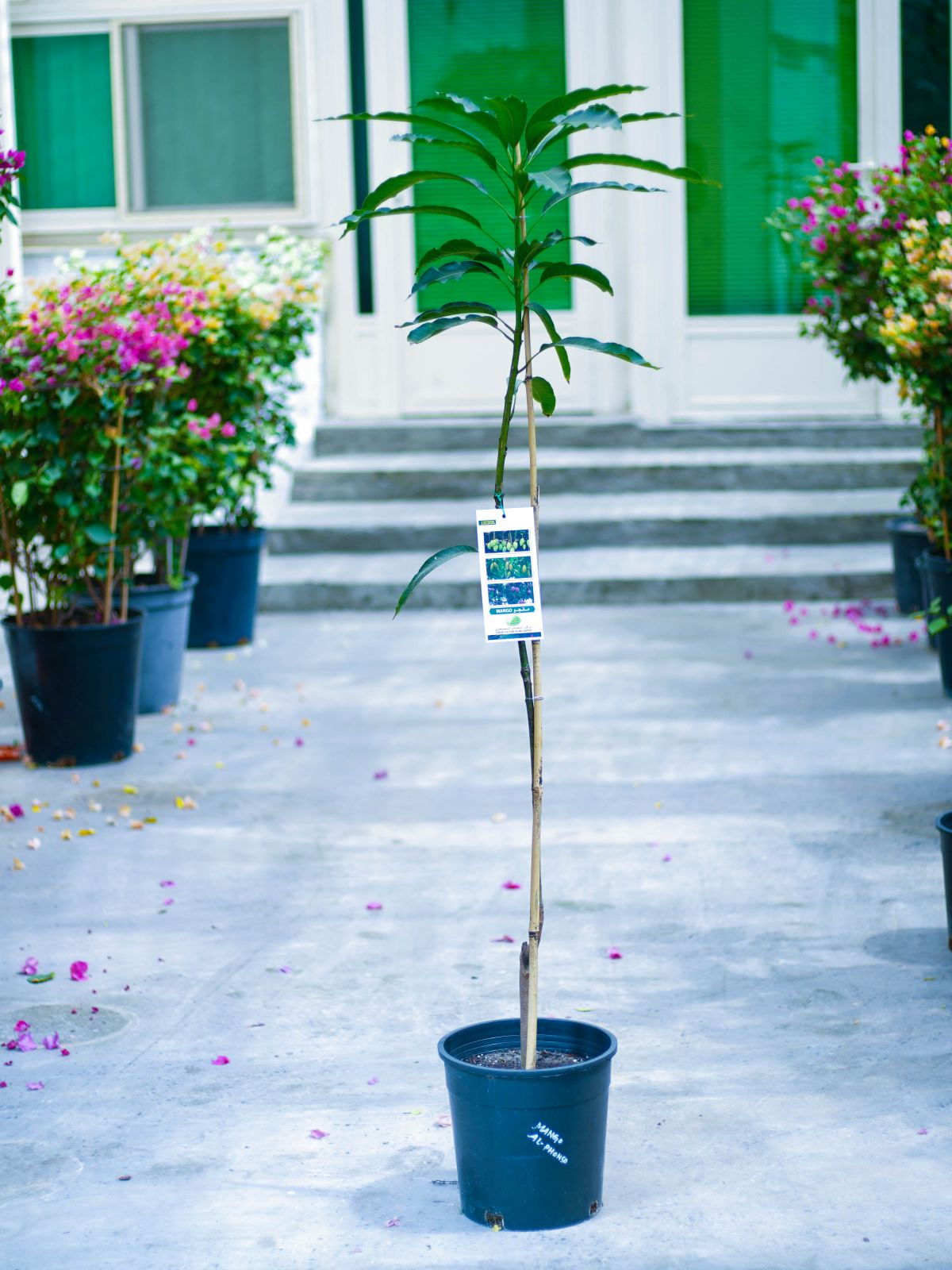 Mango Alphonso 'Outdoor Plants'