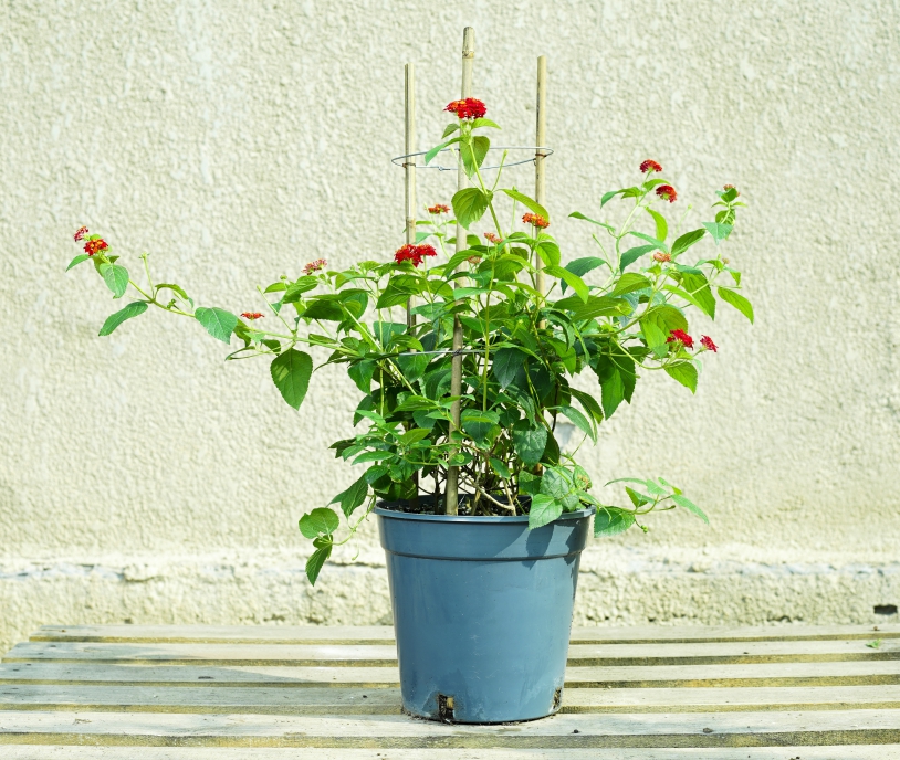 Mashatel Kuwait Plant a Life