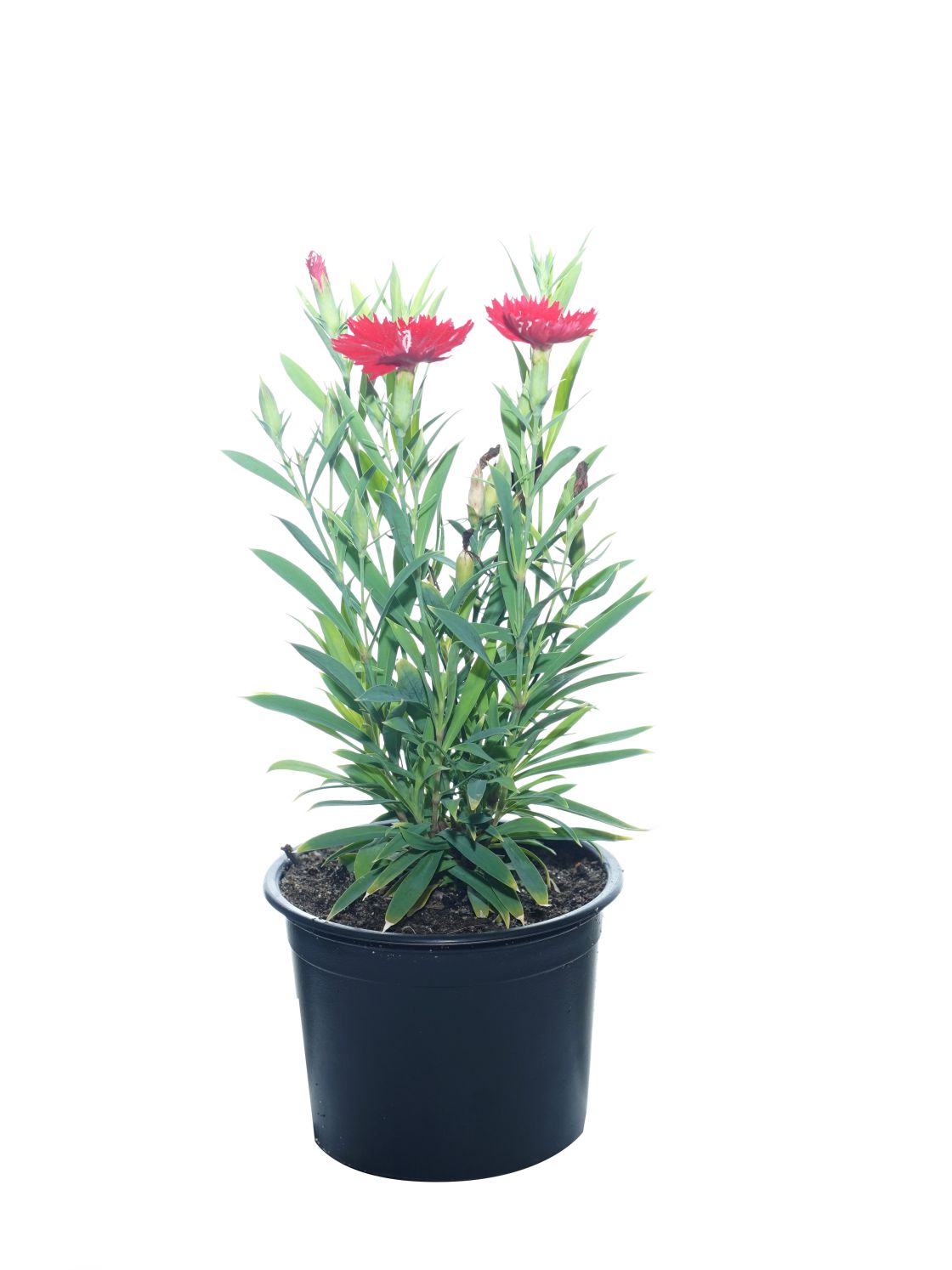Dianthus 10Pc 'Outdoor Plants'