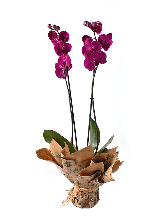 Mashatel Kuwait Plant a Life