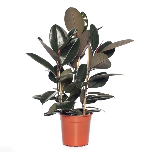 Mashatel Kuwait Plant a Life