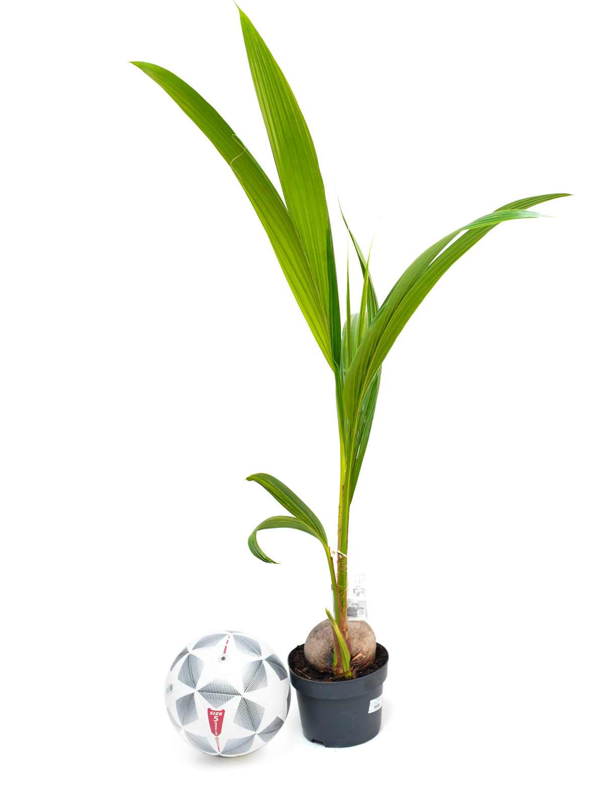 Buy Plants Online Cheap Indoor Trees Online Best Prices in Kuwait