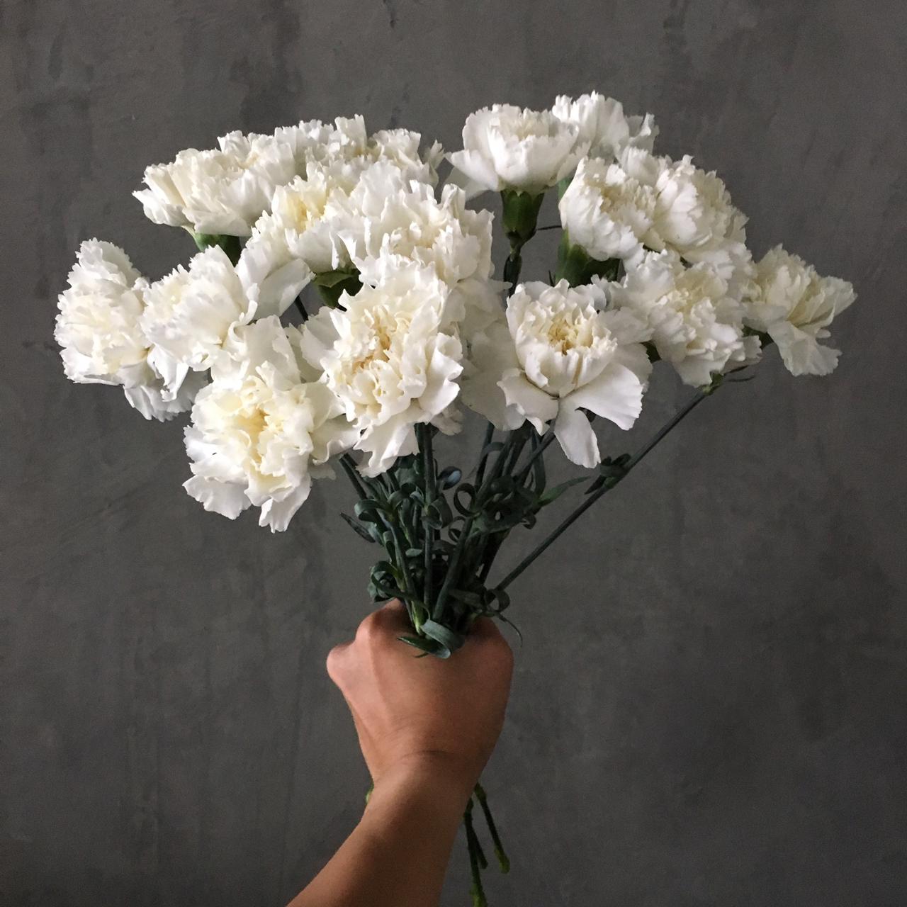 Carnation White 'Wholesale Flowers'