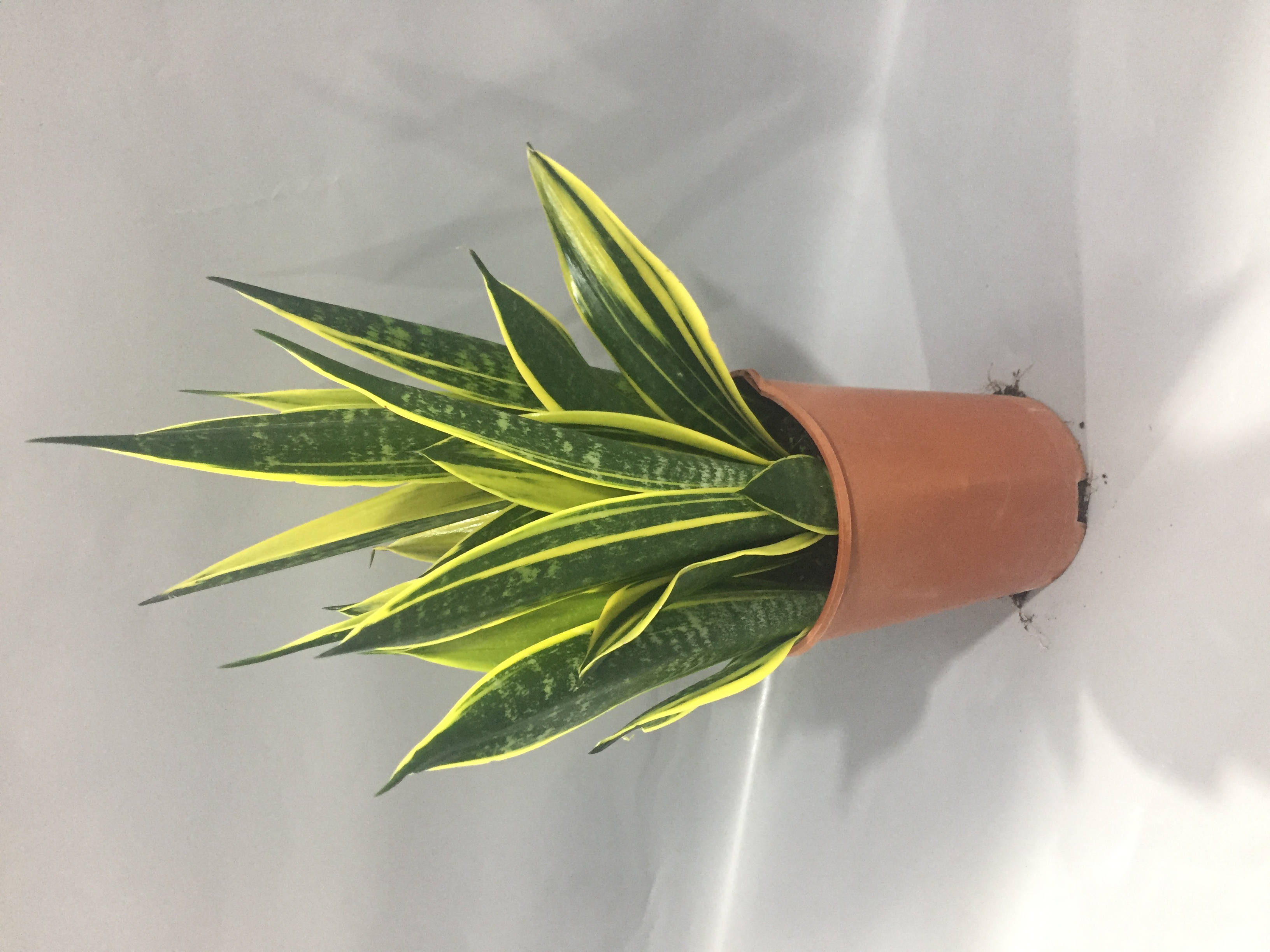 Buy Plants Online Cheap Indoor Trees Online Best Prices in Kuwait