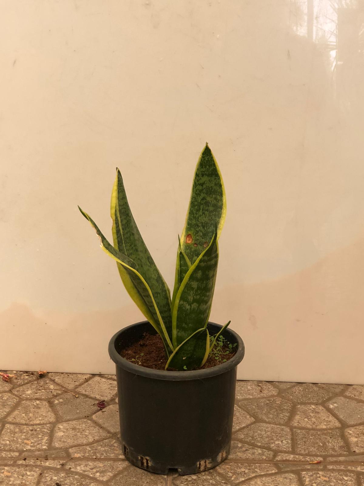 Mashatel Kuwait Plant a Life