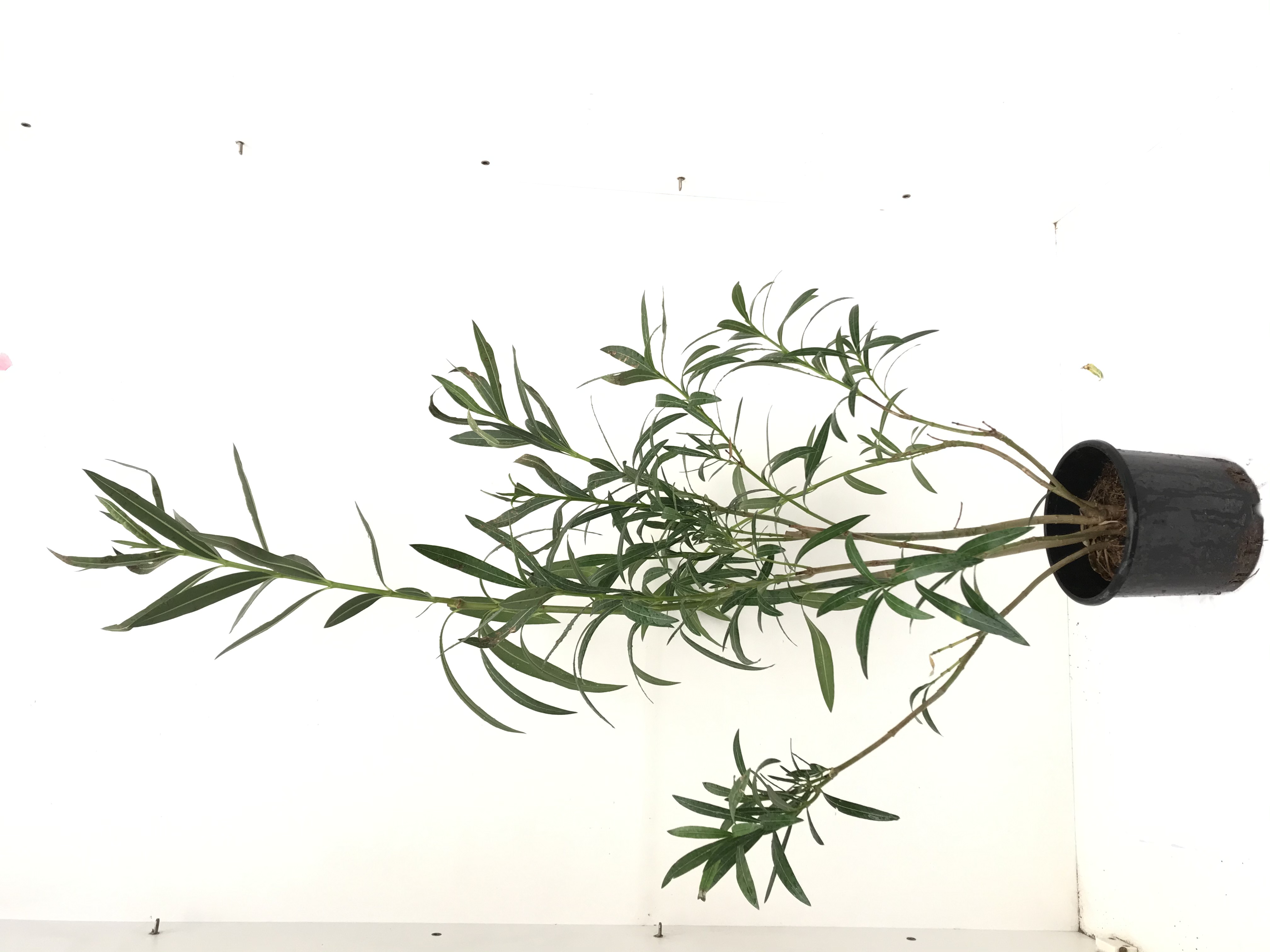 Mashatel Kuwait Plant a Life