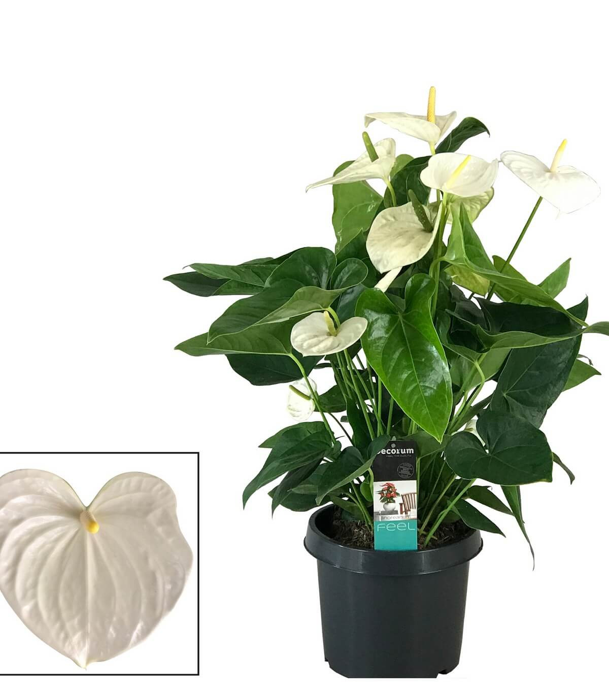 Mashatel Kuwait Plant a Life