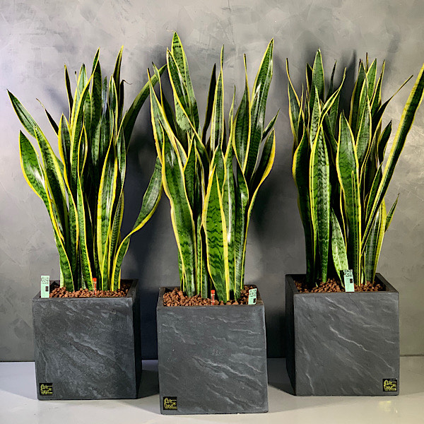 Mashatel Kuwait Plant a Life