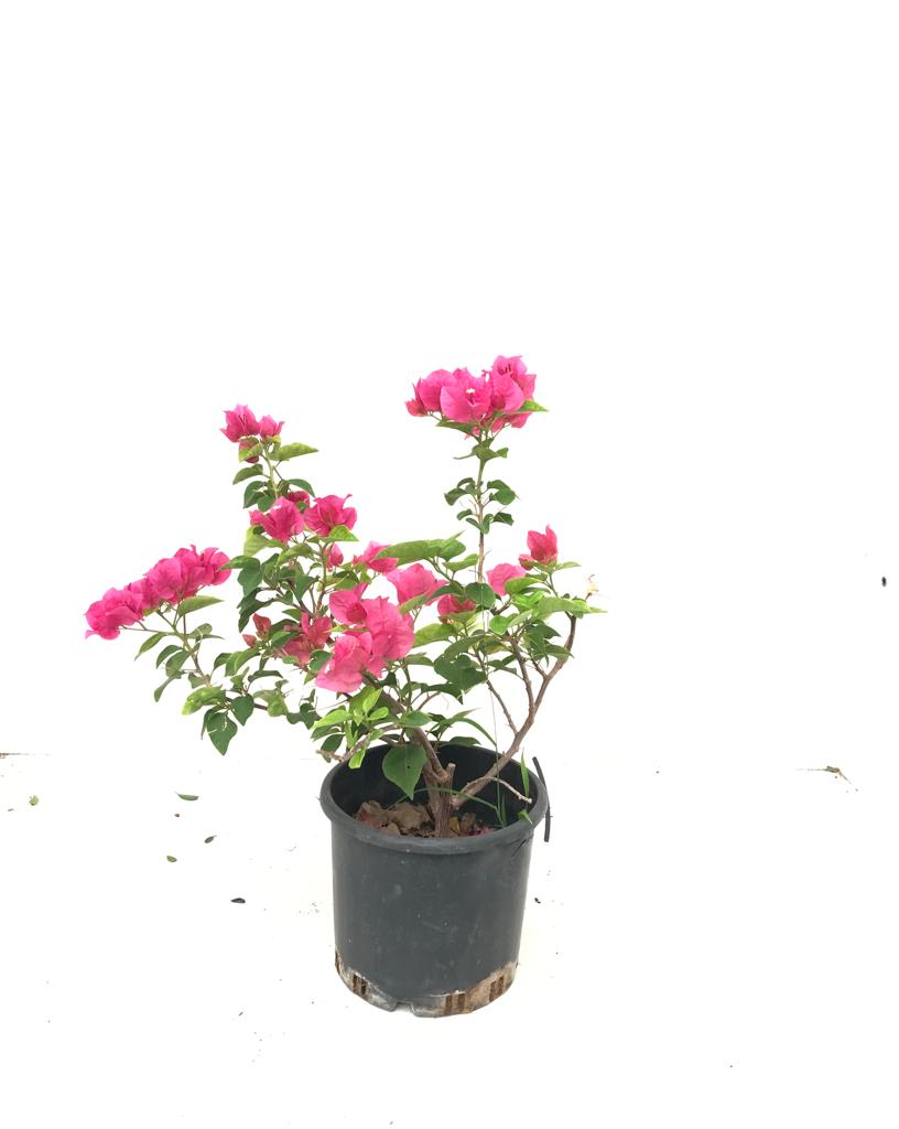 Mashatel Kuwait Plant a Life