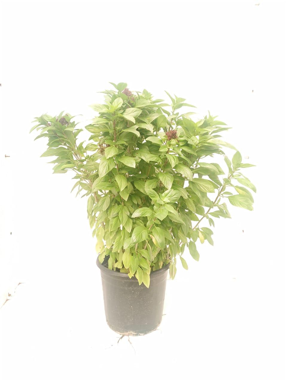 Outdoor Flowering Plants Online Best Fruit Plants Online Kuwait