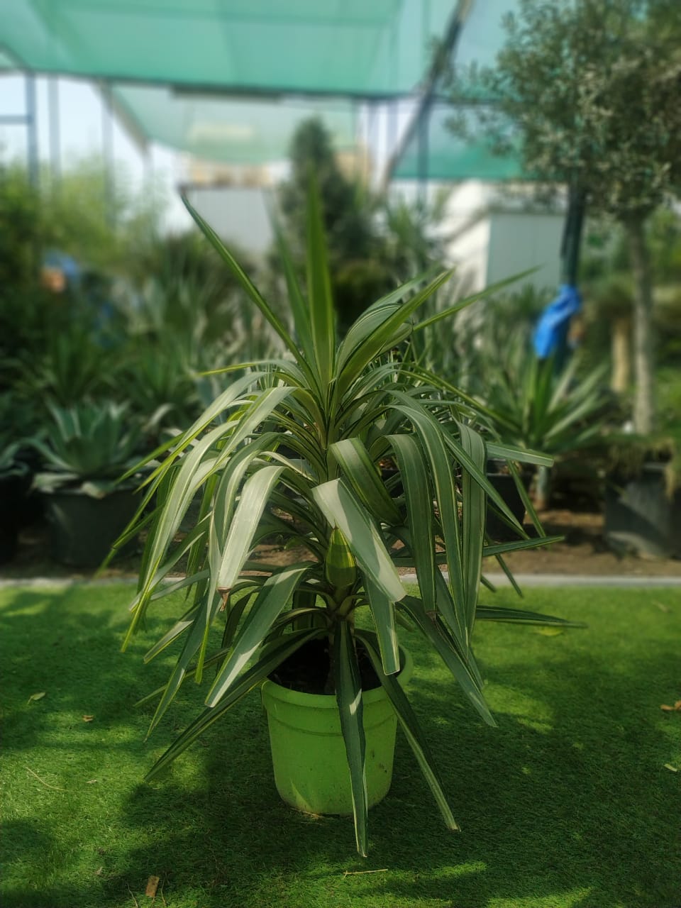 Mashatel Kuwait Plant a Life