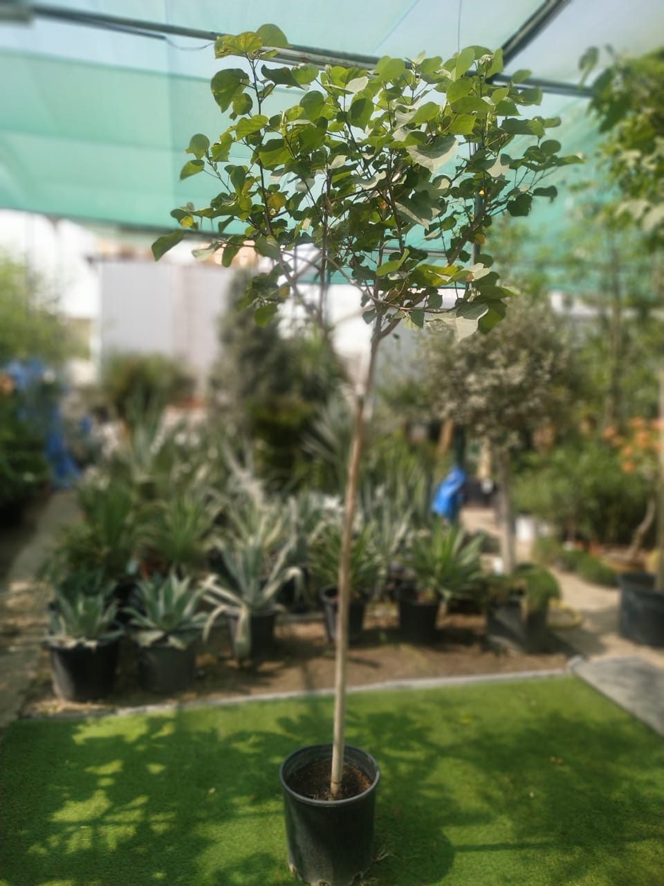 Mashatel Kuwait Plant a Life