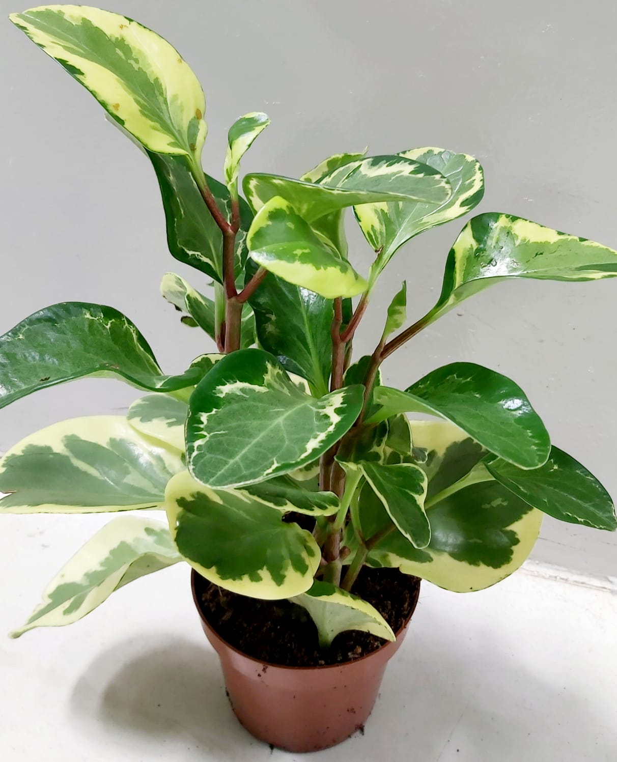 Buy Plants Online Cheap Indoor Trees Online Best Prices in Kuwait