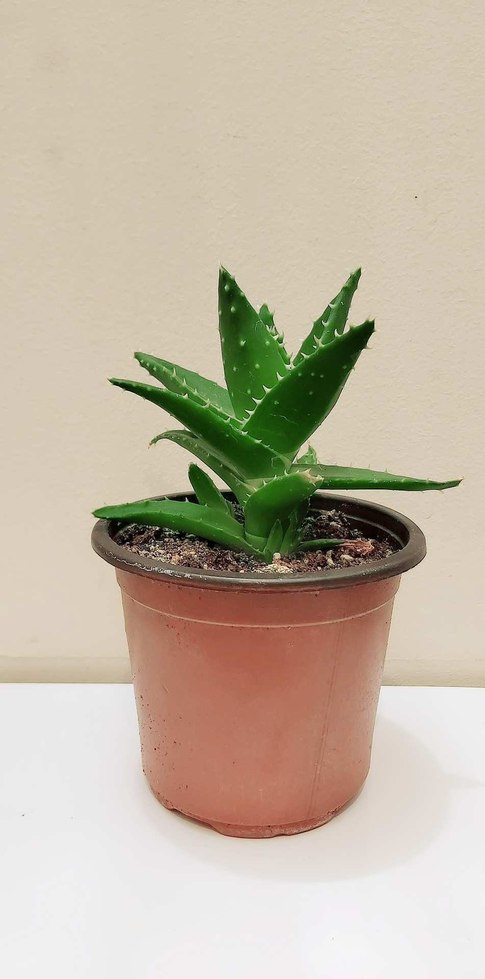 Aloe Online Indoor Plants