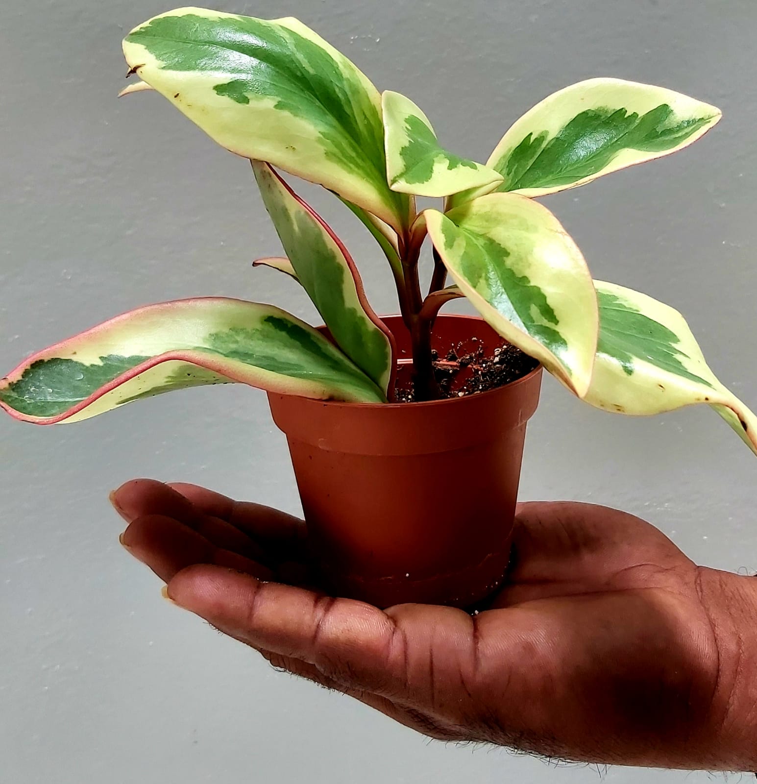 Affordable Indoor Plants Shrubs Plant Online Kuwait