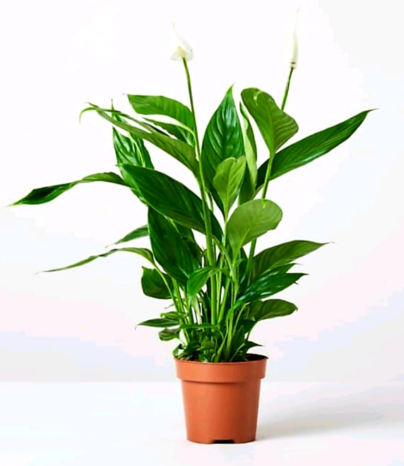 Best Indoor Live House Plants Online Small & Tall Indoor Plants
