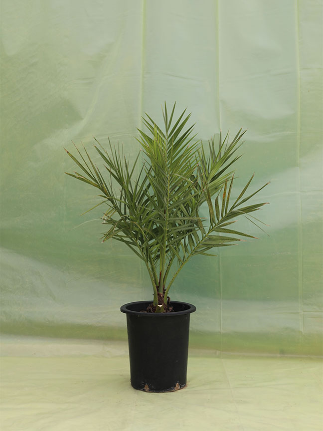 Outdoor Palm Plants Buy Palm Plant Online in Kuwait