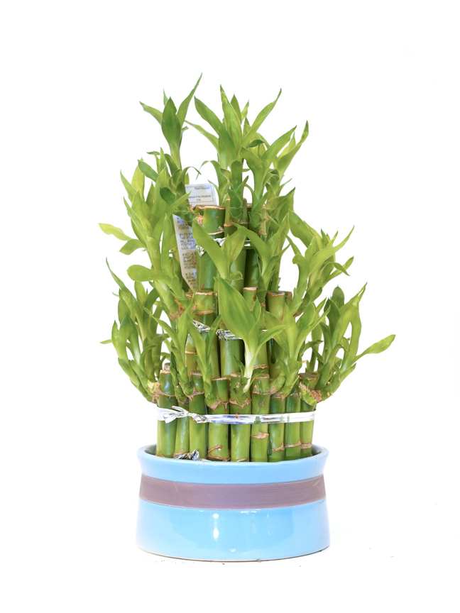 Lucky Bamboo Plants Online Good Luck Plant Kuwait
