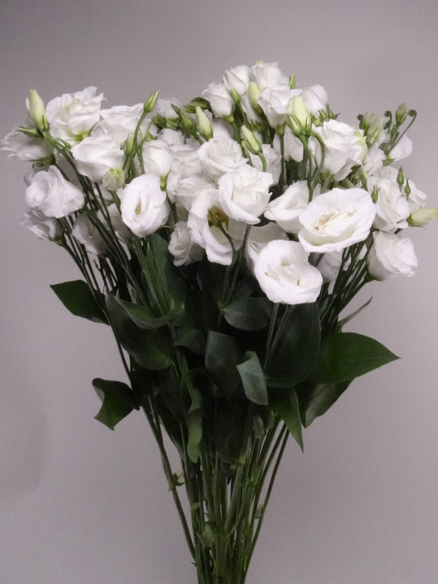 Wholesale Flowers Fresh Cut Flowers Online in Kuwait
