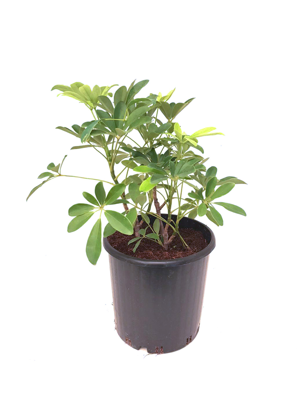 Mashatel Kuwait Plant A Life