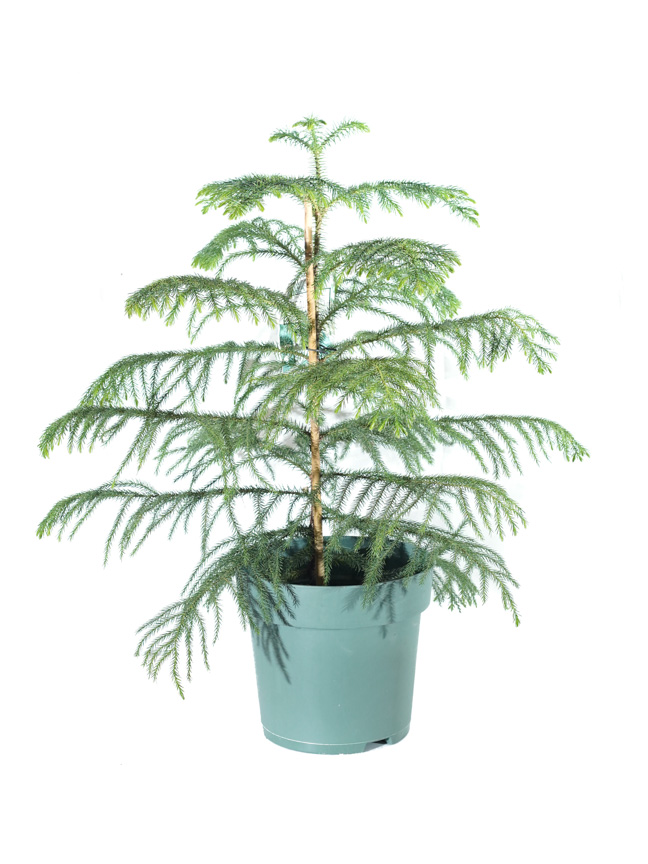 أروكاريا 'نباتات داخلية'